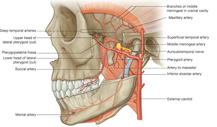 Помечено как AnatomyImage